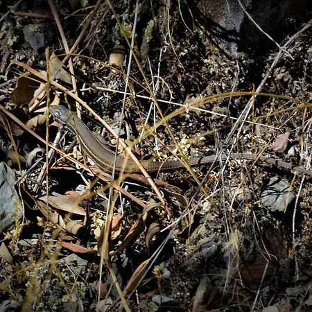 Casa di campagna La Cabachuela *