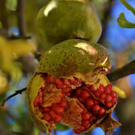 Casa di campagna La Cabachuela Casares de las Hurdes