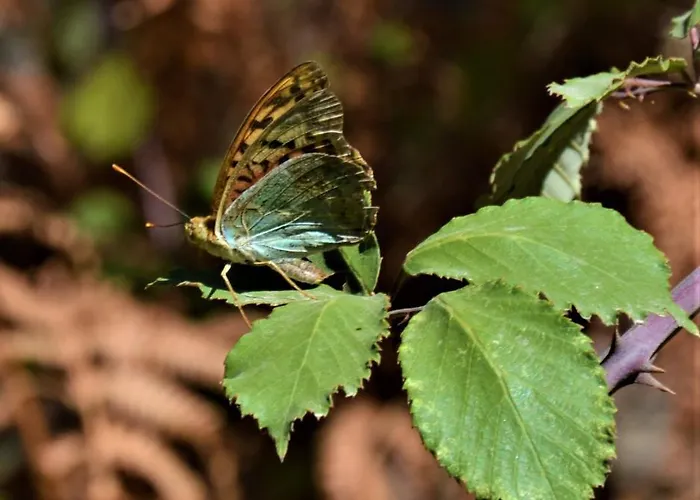 La Cabachuela Landhuis *