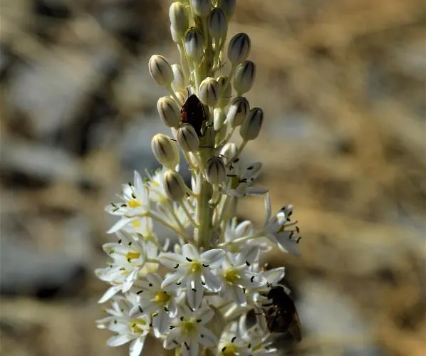 Landhuis La Cabachuela
