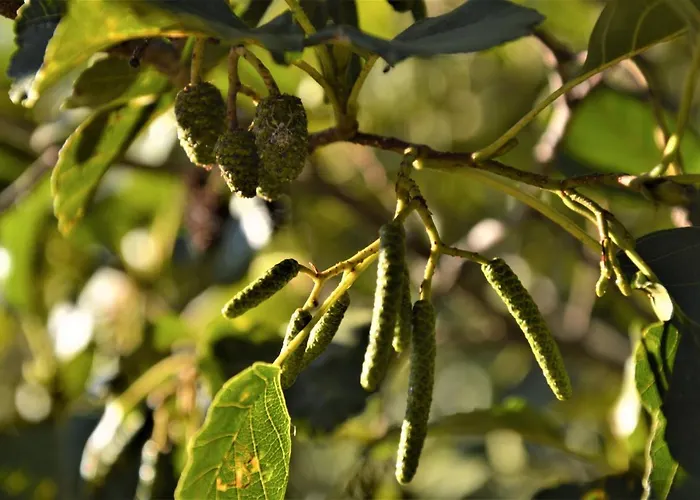 La Cabachuela Casa de Campo