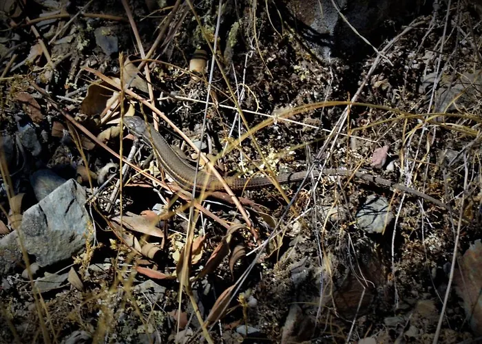 Landhuis La Cabachuela *