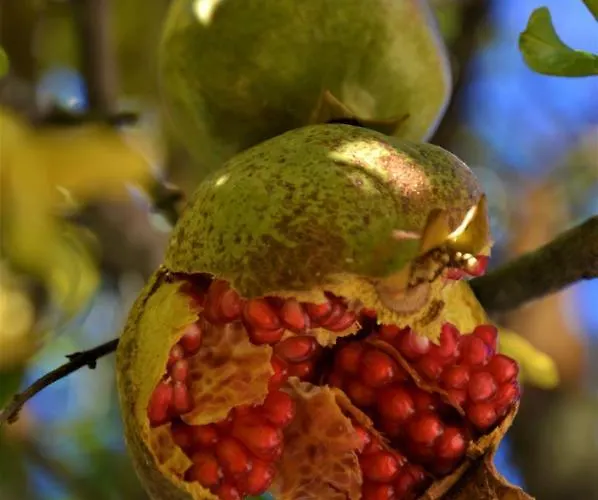 Landhuis La Cabachuela Casares de las Hurdes