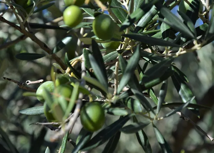 Casa de Campo La Cabachuela *