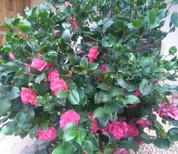 La Cabachuela Casares de las Hurdes